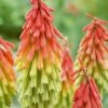 Red Hot Poker 'Traffic Lights' -Perfect Greenery KNIP T64300 A h