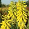 Red Hot Poker 'Lemon Popsicle' -Perfect Greenery KNIP T65189 A h