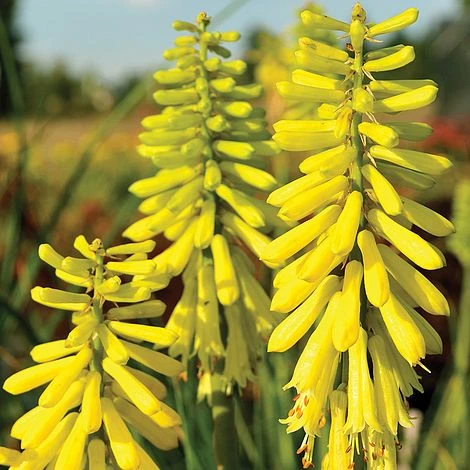 Red Hot Poker 'Lemon Popsicle' 3 Red Hot Poker 'Lemon Popsicle'