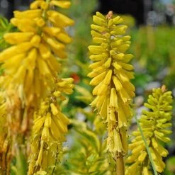 Red Hot Poker 'Lemon Popsicle' 5 Red Hot Poker 'Lemon Popsicle' -Perfect Greenery KNIP T65189 B
