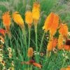 Red Hot Poker 'Mango Popsicle'