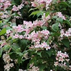 Kolkwitzia Amabilis -Perfect Greenery KOLK T58174 B