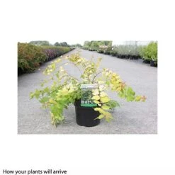 Kolkwitzia Amabilis 'Maradco' -Perfect Greenery KOLK T66315 A h