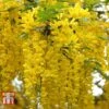 Laburnum Anagyroides -Perfect Greenery LABU T58204 A