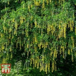 Laburnum Anagyroides 6 Laburnum Anagyroides -Perfect Greenery LABU T58204 B