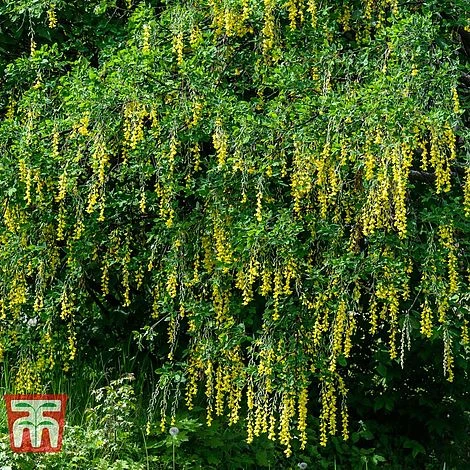 Laburnum Anagyroides 4 Laburnum Anagyroides - Image 2