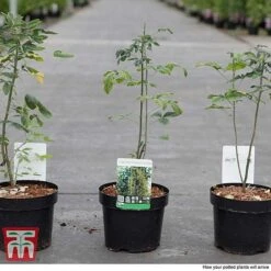 Laburnum Anagyroides 7 Laburnum Anagyroides -Perfect Greenery LABU T58204 C1