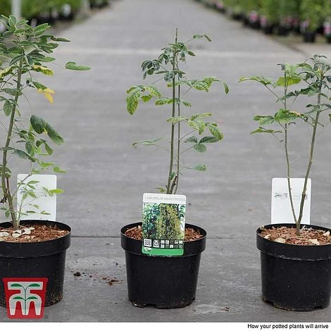 Laburnum Anagyroides 5 Laburnum Anagyroides - Image 3