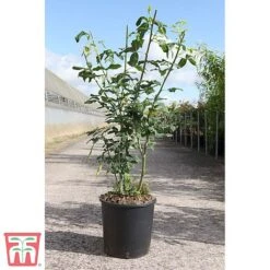 Laburnum X Watereri 'Vossii' -Perfect Greenery LABU TKA3212 A