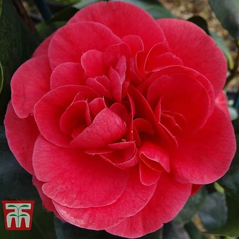 Camellia Japonica 'Lady Campbell' 3 Camellia Japonica 'Lady Campbell'