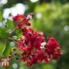 Lagerstroemia Indica 'Double Feature' -Perfect Greenery LAGO TKA3216 A