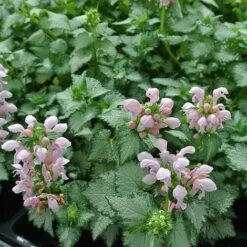 Lamium Maculatum 'Pink Pewter'