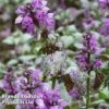 Lamium Maculatum 'Beacon Silver' -Perfect Greenery LAMI BEACONSIL 64306