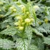 Lamium Galeobdolon 'Hermann's Pride' -Perfect Greenery LAMI HERMANSPR 64304