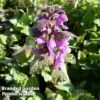 Lamium Maculatum Roseum -Perfect Greenery LAMI ROSEUM 64310