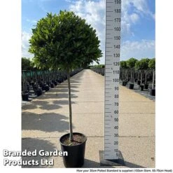 Laurus Nobilis (Standard) -Perfect Greenery LAUR NOBILISTD S52049