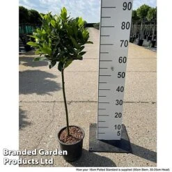 Laurus Nobilis (Standard) -Perfect Greenery LAUR NOBILISTD S52051