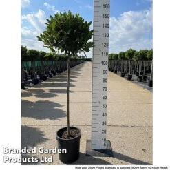 Laurus Nobilis (Standard) -Perfect Greenery LAUR NOBILISTD S52052