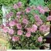 Lavatera X Clementii 'Rosea' -Perfect Greenery LAVA T80175 A1
