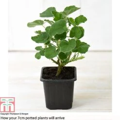 Lavatera X Clementii 'Rosea' -Perfect Greenery LAVA TJ80176B B1