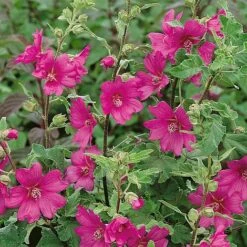 Lavatera X Clementii 'Burgundy Wine' -Perfect Greenery LAVA TKA0939 NOW3