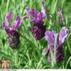 Lavender 'Antibes' -Perfect Greenery LAVE T80303 B
