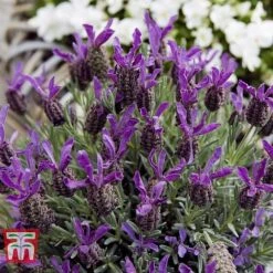 Lavender 'Devonshire Compact' 5 Lavender 'Devonshire Compact' -Perfect Greenery LAVE T80304 A2