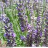 Lavender 'Heavenly Scent' 2 Lavender 'Heavenly Scent' -Perfect Greenery LAVE T80308 A1