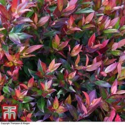Leucothoe Axillaris 'Little Flames' -Perfect Greenery LEUC 66323 A1