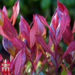 Leucothoe Axillaris 'Little Flames' -Perfect Greenery LEUC 66323 D