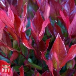 Leucothoe Axillaris 'Little Flames' -Perfect Greenery LEUC 66323 E