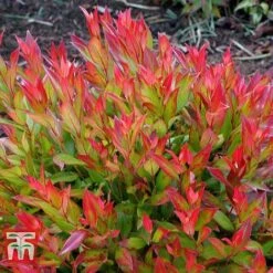 Leucothoe Axillaris 'Little Flames' -Perfect Greenery LEUC 66323 F
