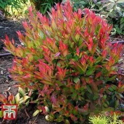 Leucothoe Axillaris 'Little Flames' -Perfect Greenery LEUC 66323 G
