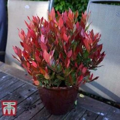 Leucothoe Axillaris 'Little Flames' -Perfect Greenery LEUC 66323 H