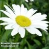 Shasta Daisy 'Becky' -Perfect Greenery LEUC KC9117 A