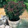 Leucothoe Axillaris 'Curly Red' -Perfect Greenery LEUC T58095 A h