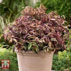 Leucothoe Fontanesiana 'Makijaz' 14 Leucothoe Fontanesiana 'Makijaz' -Perfect Greenery LEUC T66325 A