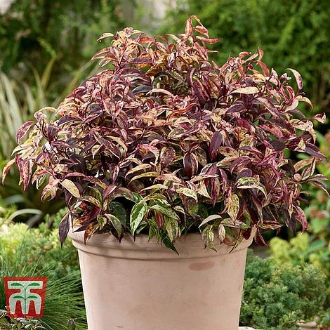 Leucothoe Fontanesiana 'Makijaz' 4 Leucothoe Fontanesiana 'Makijaz' - Image 2