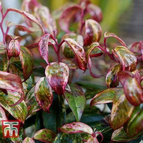 Leucothoe Fontanesiana 'Makijaz' 3 Leucothoe Fontanesiana 'Makijaz'