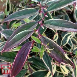 Leucothoe Fontanesiana 'Whitewater' -Perfect Greenery LEUC T66326 B