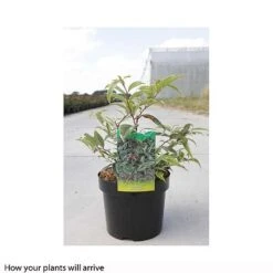 Leucothoe Fontanesiana 'Whitewater' -Perfect Greenery LEUC T66326 B h