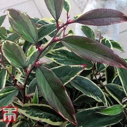 Leucothoe Fontanesiana 'Whitewater' -Perfect Greenery LEUC T66326 E