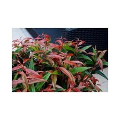 Leucothoe Keiskei 'Burning Love' -Perfect Greenery LEUC T66327 A h