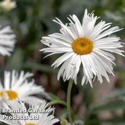 Perennial Collection 14 Perennial Collection -Perfect Greenery LEUC CRAZYDAIS L399941