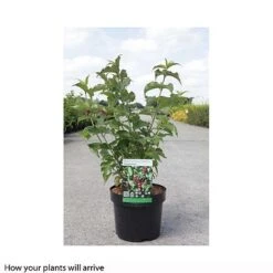 Leycesteria Formosa 'Purple Rain' 5 Leycesteria Formosa 'Purple Rain' -Perfect Greenery LEYC T66328 B h