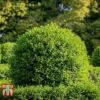 Ligustrum Vulgare -Perfect Greenery LIG KB3249 A