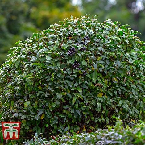 Ligustrum Vulgare 4 Ligustrum Vulgare - Image 2