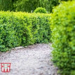 Ligustrum Vulgare 11 Ligustrum Vulgare -Perfect Greenery LIG KB3249 C