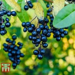 Ligustrum Vulgare 12 Ligustrum Vulgare -Perfect Greenery LIG KB3249 D