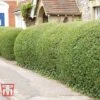 Ligustrum Ovalifolium 1 Ligustrum Ovalifolium -Perfect Greenery LIG T58258 A
